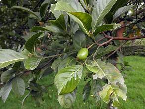 Beilschmiedia poilanei